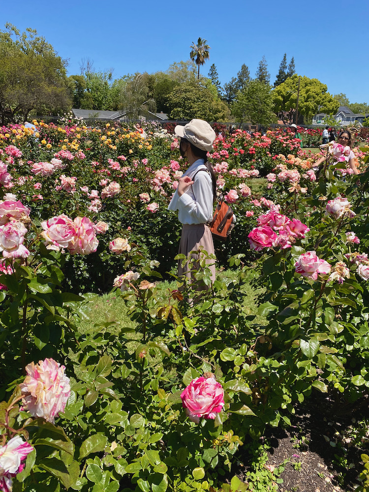 San Jose Rose Garden聖荷西玫瑰園