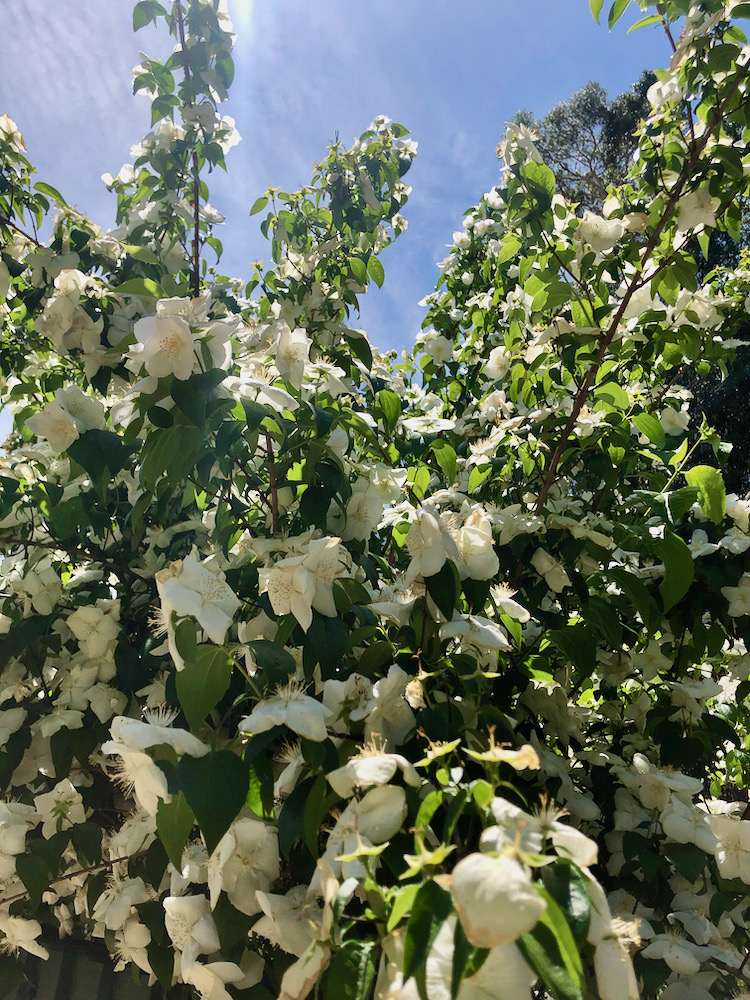 Gamble Garden