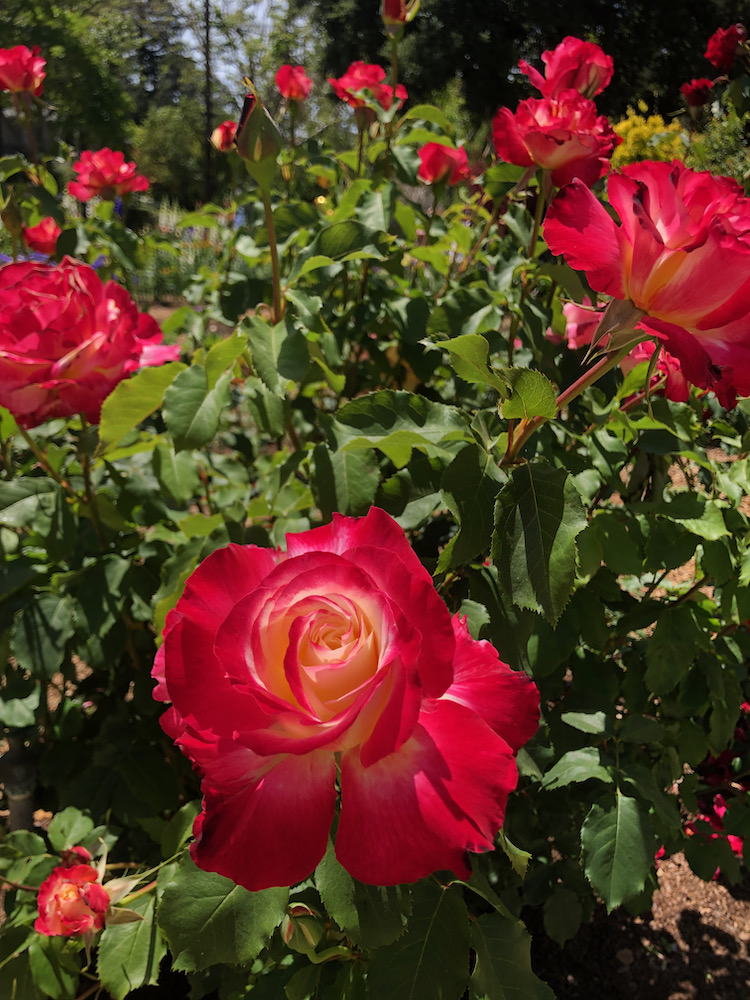 Gamble Garden