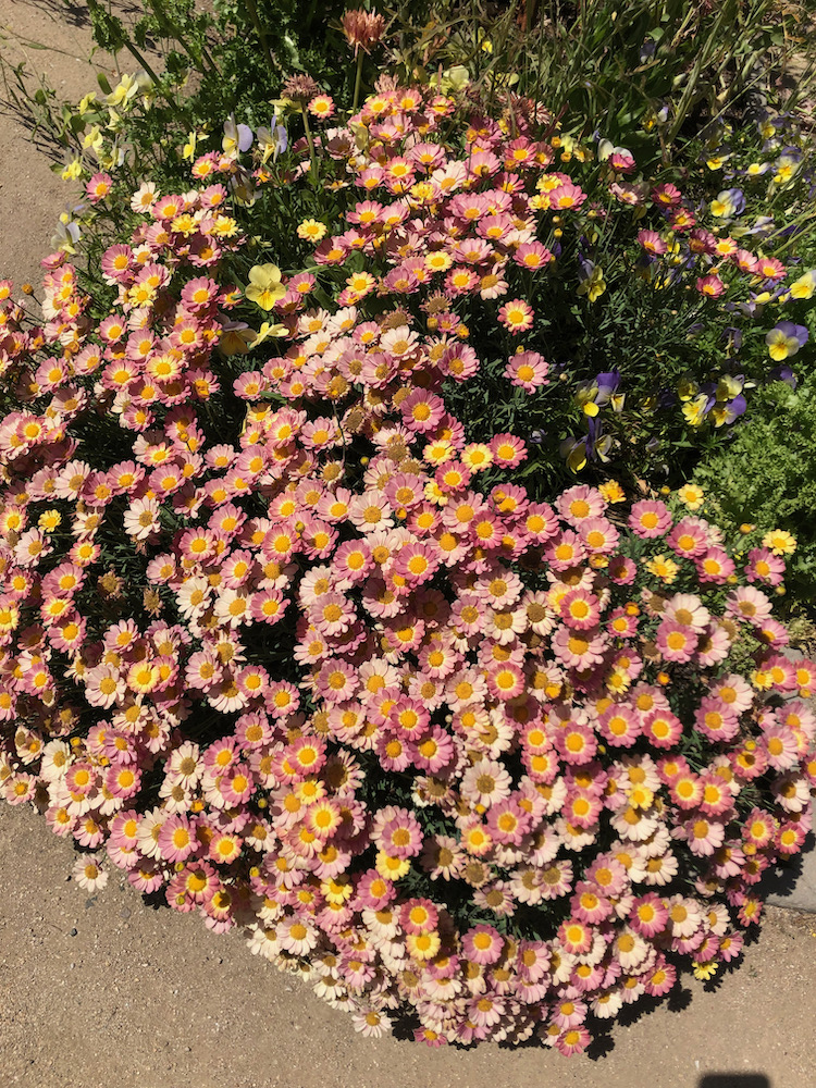 Gamble Garden flower