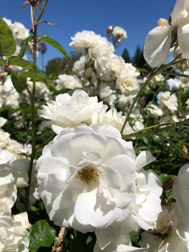 San Jose Rose Garden聖荷西玫瑰園