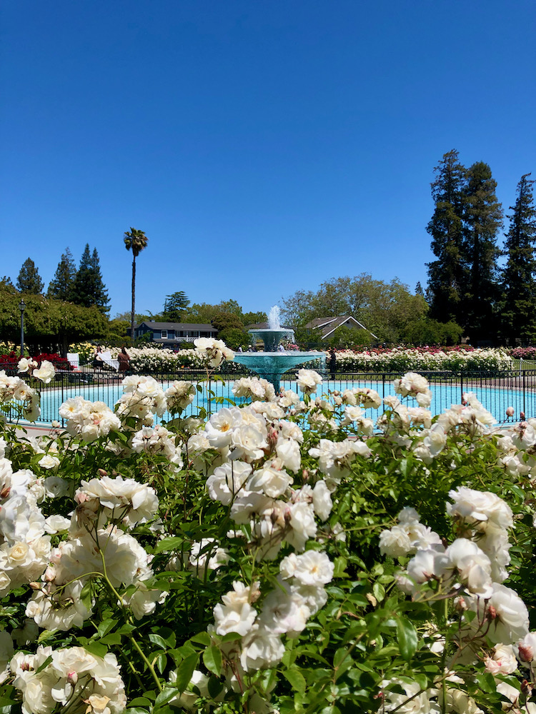 San Jose Rose Garden聖荷西玫瑰園