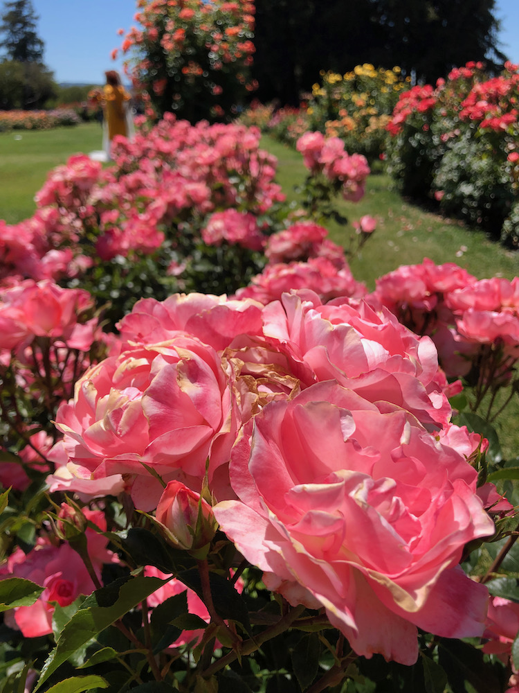 San Jose Rose Garden聖荷西玫瑰園