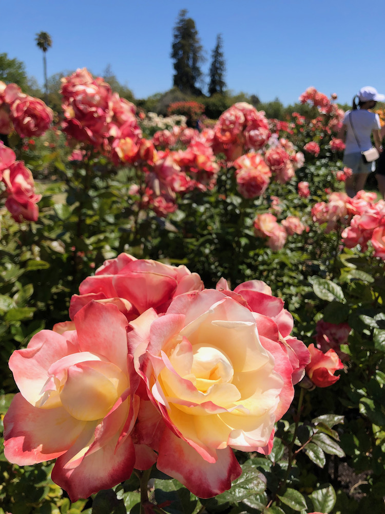 San Jose Rose Garden聖荷西玫瑰園