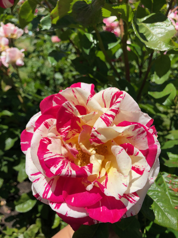 San Jose Rose Garden聖荷西玫瑰園