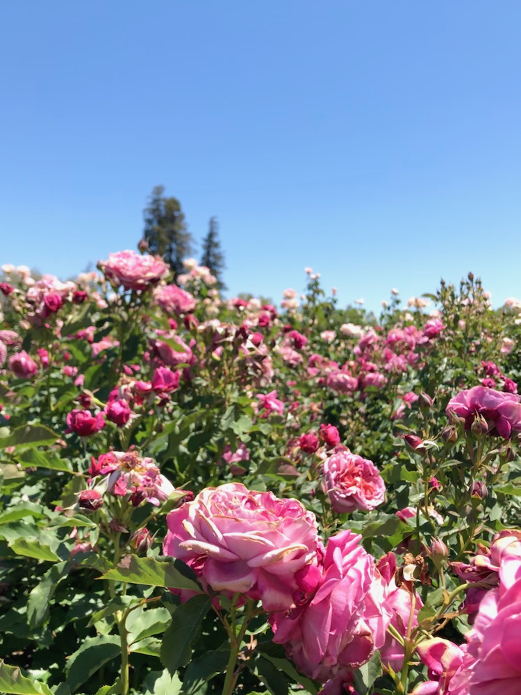 San Jose Rose Garden聖荷西玫瑰園