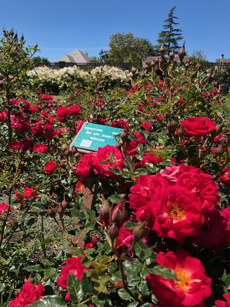 San Jose Rose Garden聖荷西玫瑰園