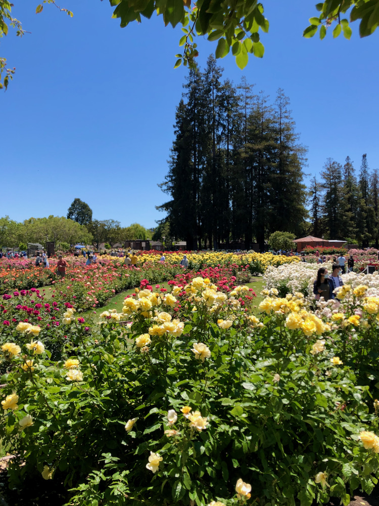 San Jose Rose Garden聖荷西玫瑰園