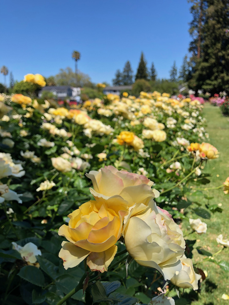 San Jose Rose Garden聖荷西玫瑰園