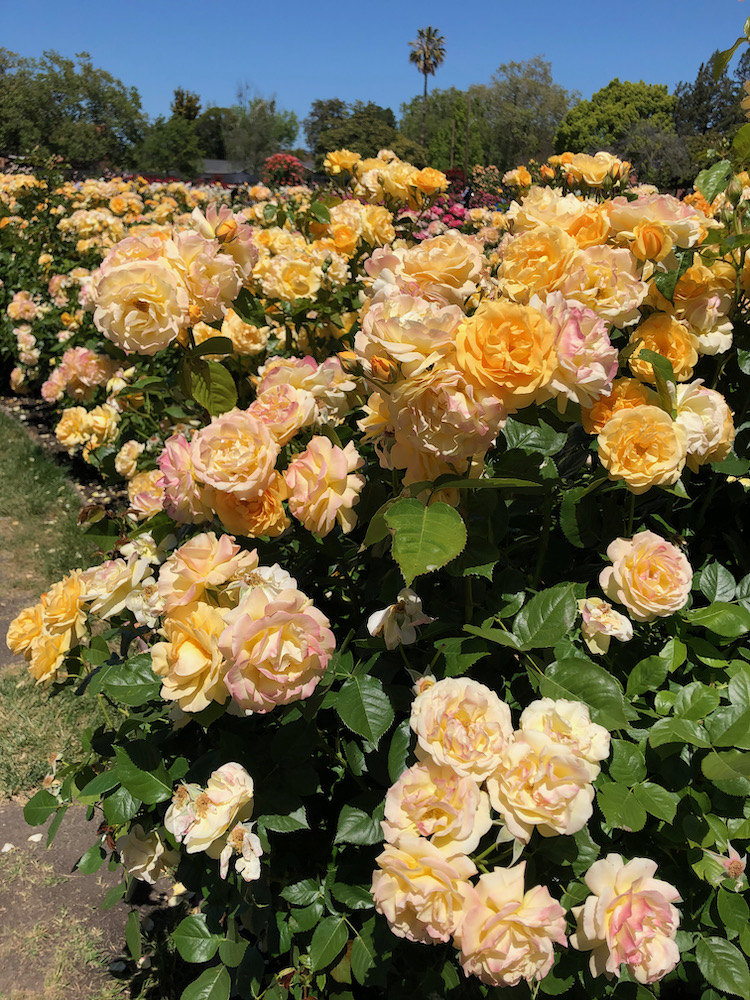 San Jose Rose Garden聖荷西玫瑰園