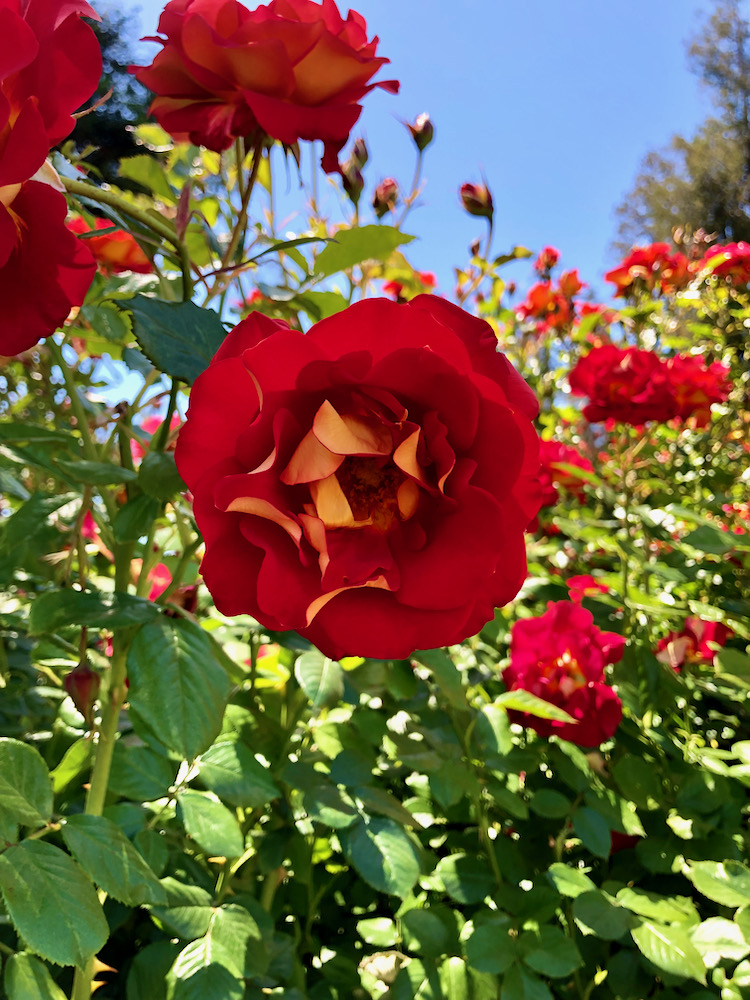 San Jose Rose Garden聖荷西玫瑰園