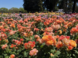 Read more about the article 【北加州景點】Municipal Rose Garden｜聖荷西最美最好拍的玫瑰園｜美國矽谷San Jose免費賞花景點推薦