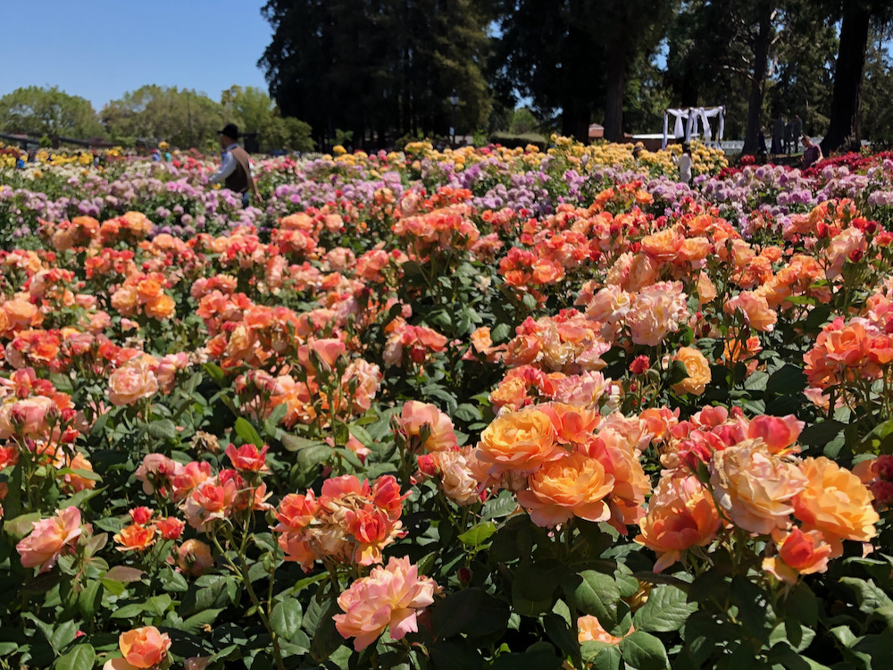 Read more about the article 【北加州景點】Municipal Rose Garden｜聖荷西最美最好拍的玫瑰園｜美國矽谷San Jose免費賞花景點推薦