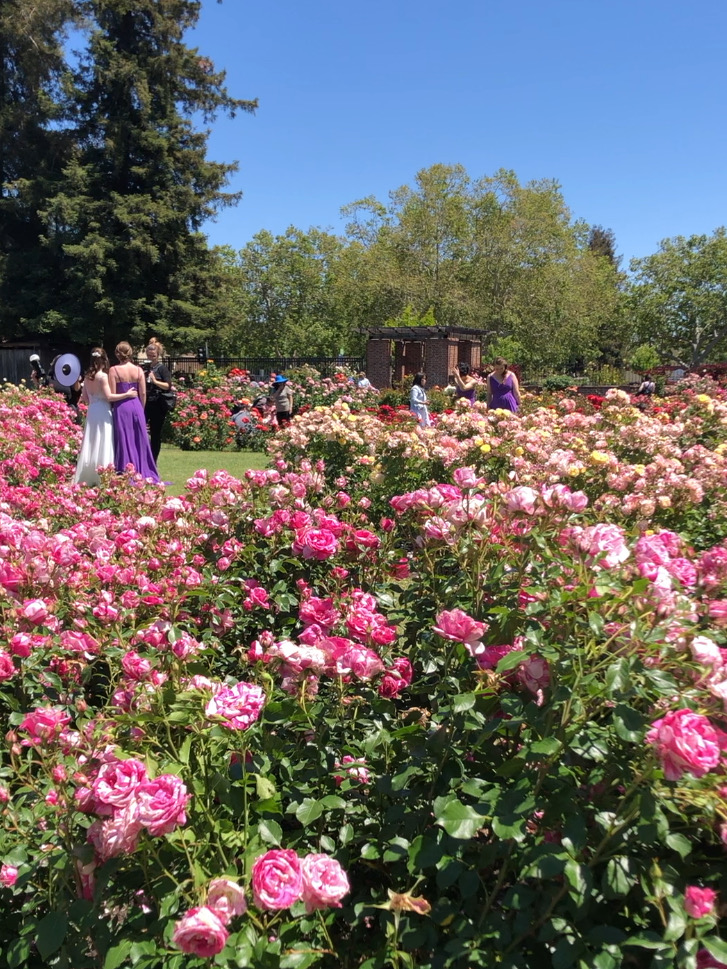 San Jose Rose Garden聖荷西玫瑰園