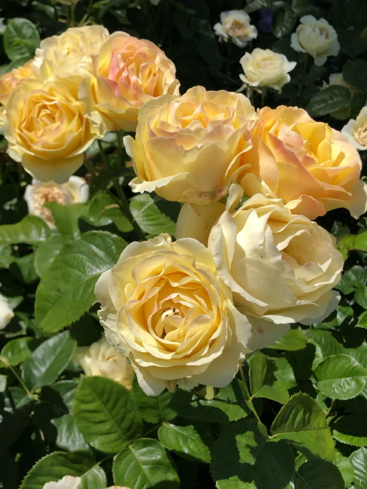 San Jose Rose Garden聖荷西玫瑰園