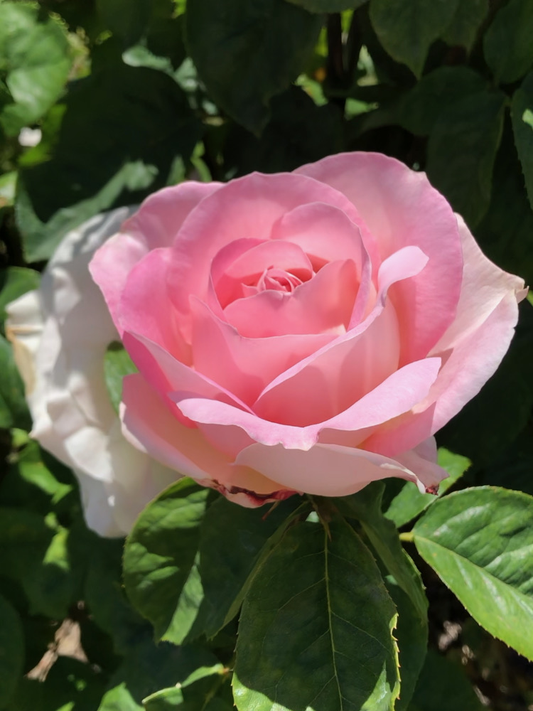 San Jose Rose Garden聖荷西玫瑰園