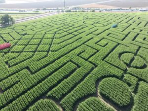 Read more about the article 【北加州景點】Cool Patch Pumpkins&Corn Maze南瓜園和世界最大玉米田迷宮！北美Dixon旅遊