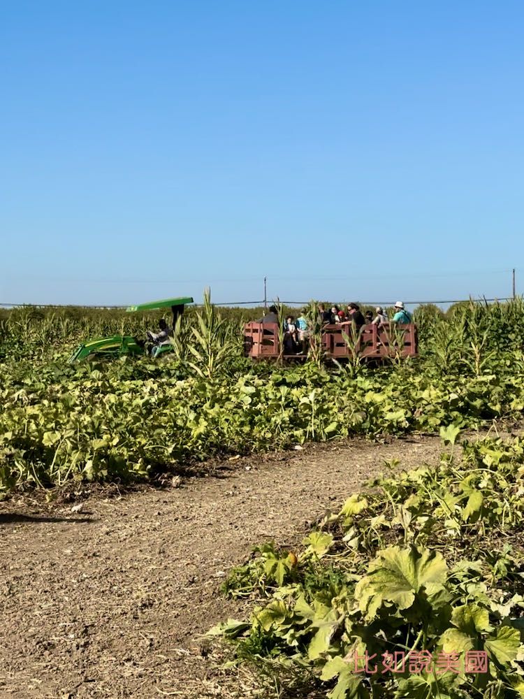 【北加州景點】Cool Patch Pumpkins&Corn Maze南瓜園和世界最大玉米田迷宮!北美Dixon旅遊 22 Cool Patch Pumpkins