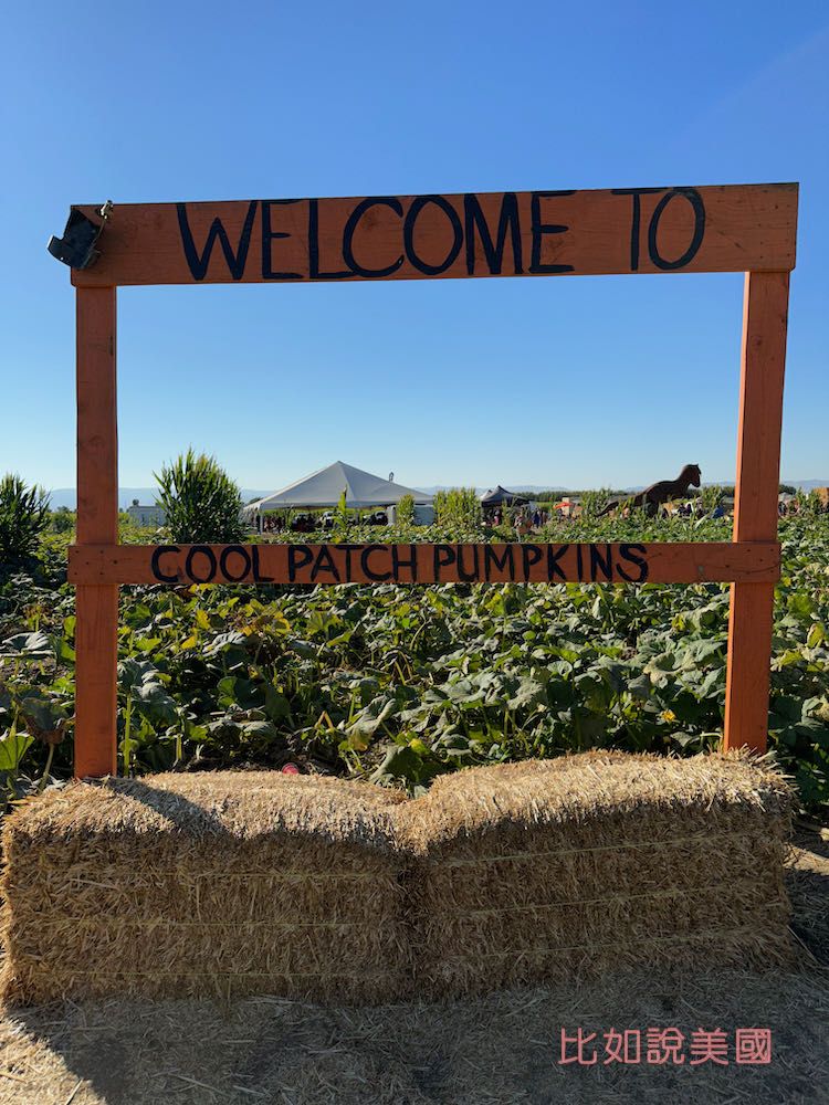 【北加州景點】Cool Patch Pumpkins&Corn Maze南瓜園和世界最大玉米田迷宮!北美Dixon旅遊 2 Cool Patch Pumpkins