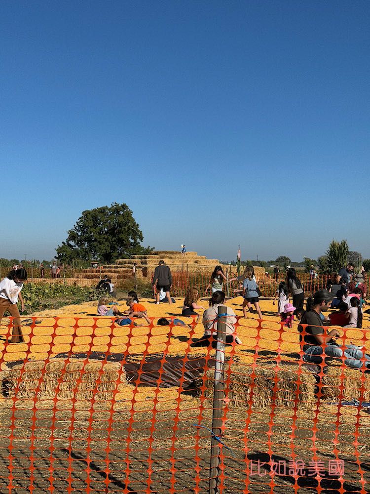 【北加州景點】Cool Patch Pumpkins&Corn Maze南瓜園和世界最大玉米田迷宮!北美Dixon旅遊 23 Cool Patch Pumpkins