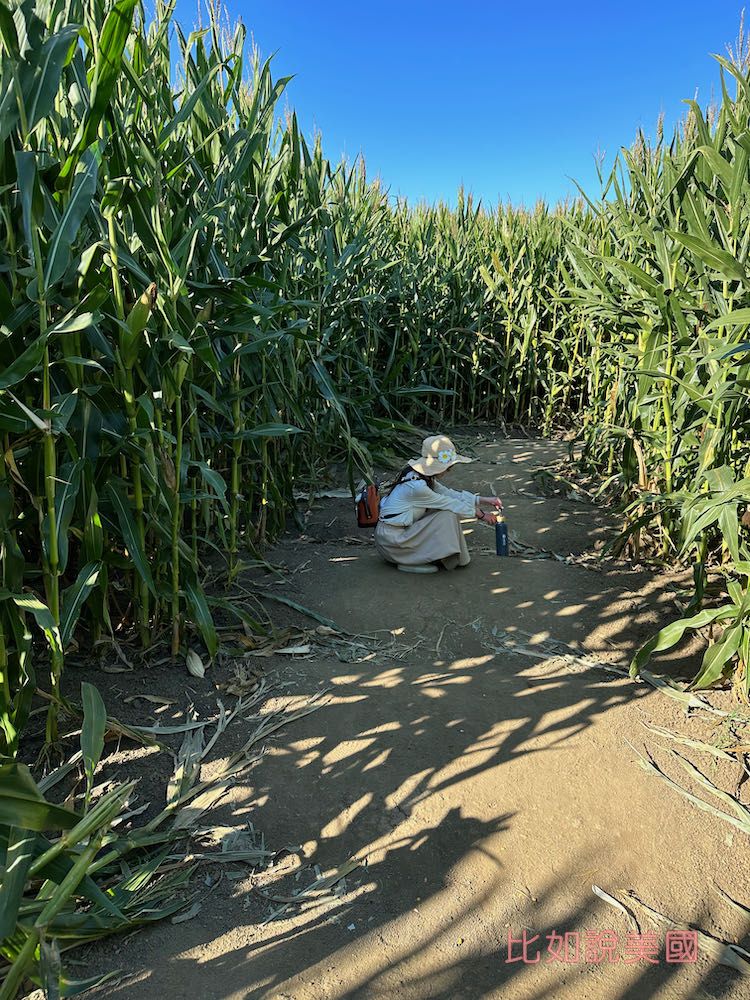【北加州景點】Cool Patch Pumpkins&Corn Maze南瓜園和世界最大玉米田迷宮!北美Dixon旅遊 15 Cool Patch Pumpkins Corn Maze