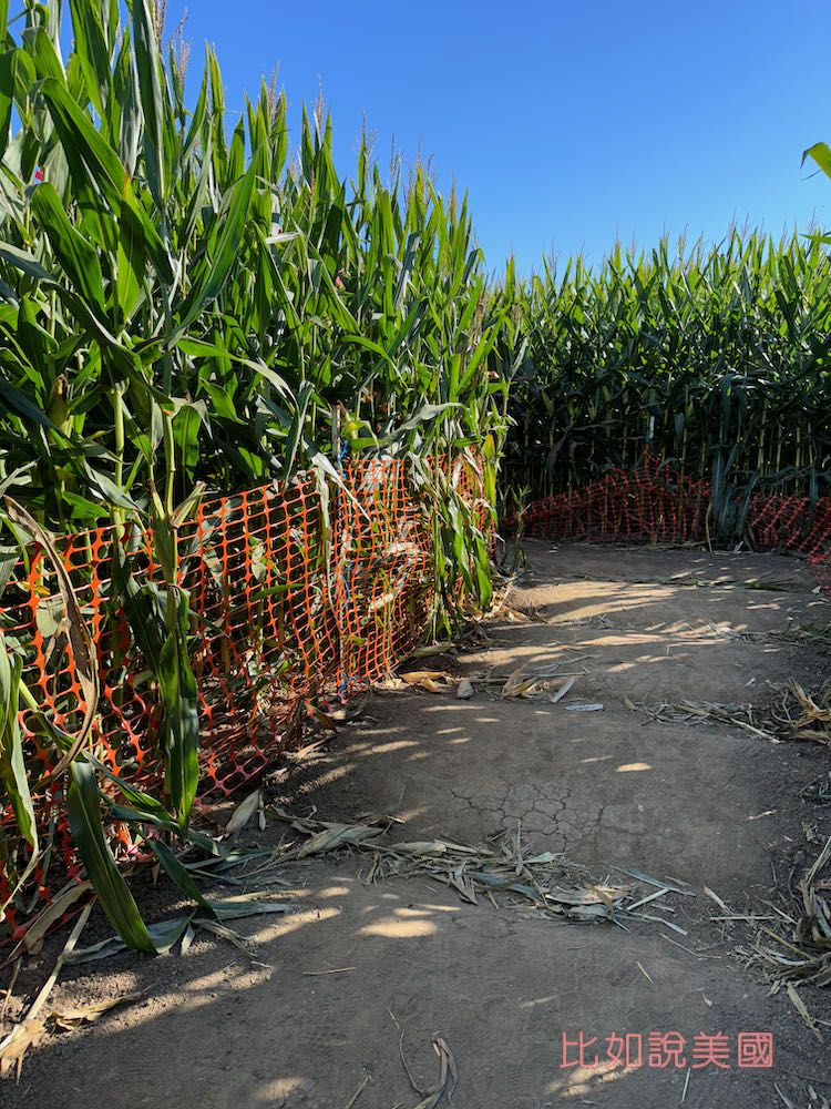 【北加州景點】Cool Patch Pumpkins&Corn Maze南瓜園和世界最大玉米田迷宮!北美Dixon旅遊 27 Cool Patch Pumpkins corn maze