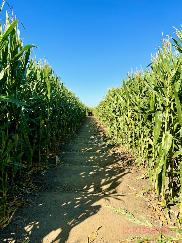 【北加州景點】Cool Patch Pumpkins&Corn Maze南瓜園和世界最大玉米田迷宮!北美Dixon旅遊 13 Cool Patch Pumpkins Corn Maze