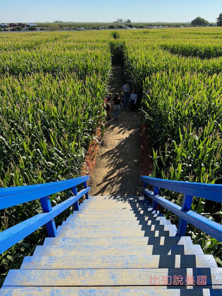 【北加州景點】Cool Patch Pumpkins&Corn Maze南瓜園和世界最大玉米田迷宮!北美Dixon旅遊 12 Cool Patch Pumpkins Corn Maze