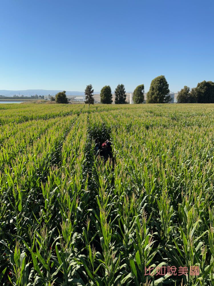 【北加州景點】Cool Patch Pumpkins&Corn Maze南瓜園和世界最大玉米田迷宮!北美Dixon旅遊 5 Corn Maze