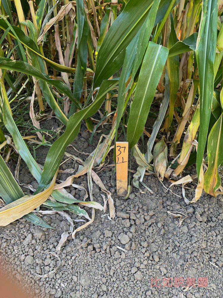 【北加州景點】Cool Patch Pumpkins&Corn Maze南瓜園和世界最大玉米田迷宮!北美Dixon旅遊 10 Cool Patch Pumpkins Corn Maze