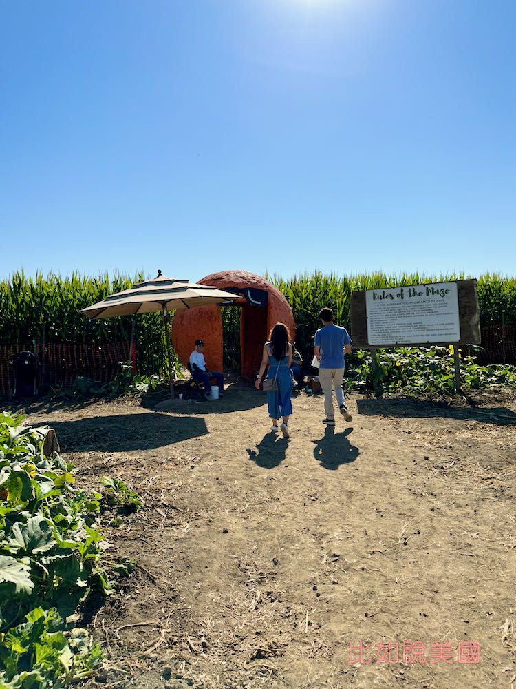 【北加州景點】Cool Patch Pumpkins&Corn Maze南瓜園和世界最大玉米田迷宮!北美Dixon旅遊 26 Cool Patch Pumpkins corn maze