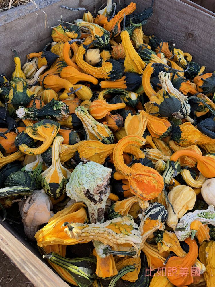 【北加州景點】Cool Patch Pumpkins&Corn Maze南瓜園和世界最大玉米田迷宮!北美Dixon旅遊 25 Cool Patch Pumpkins