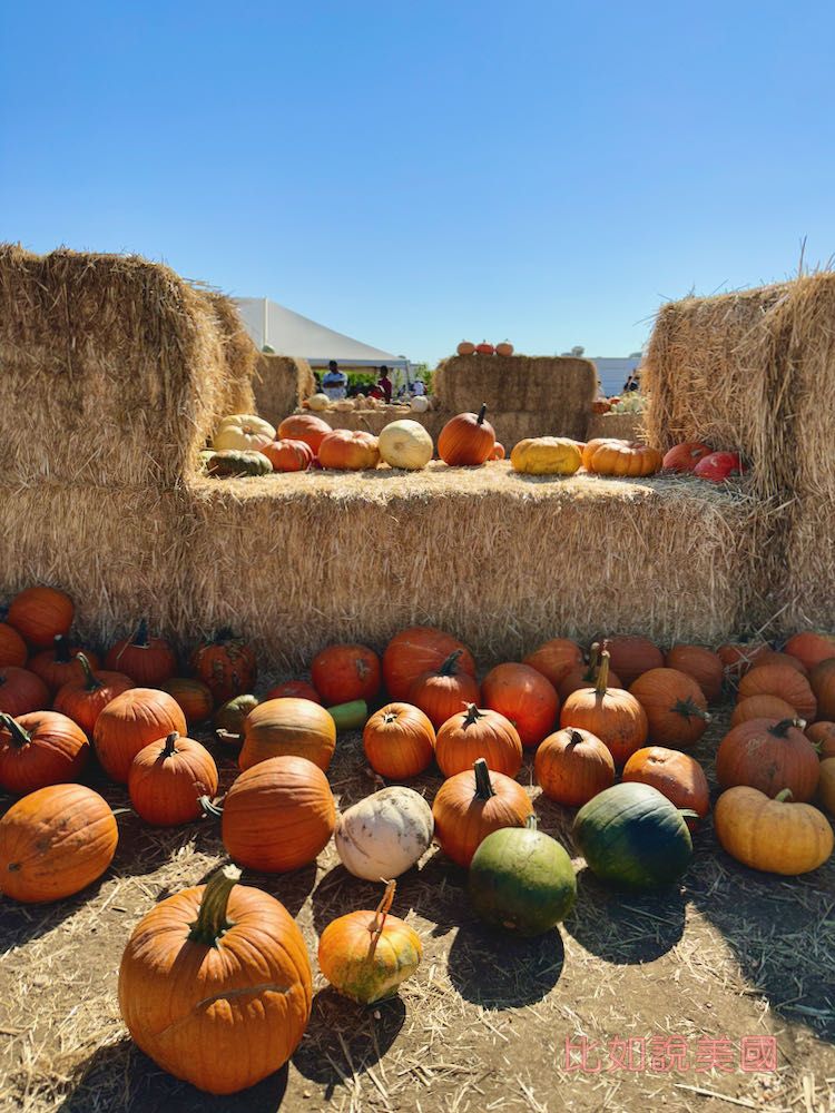 【北加州景點】Cool Patch Pumpkins&Corn Maze南瓜園和世界最大玉米田迷宮!北美Dixon旅遊 7 Cool Patch Pumpkins