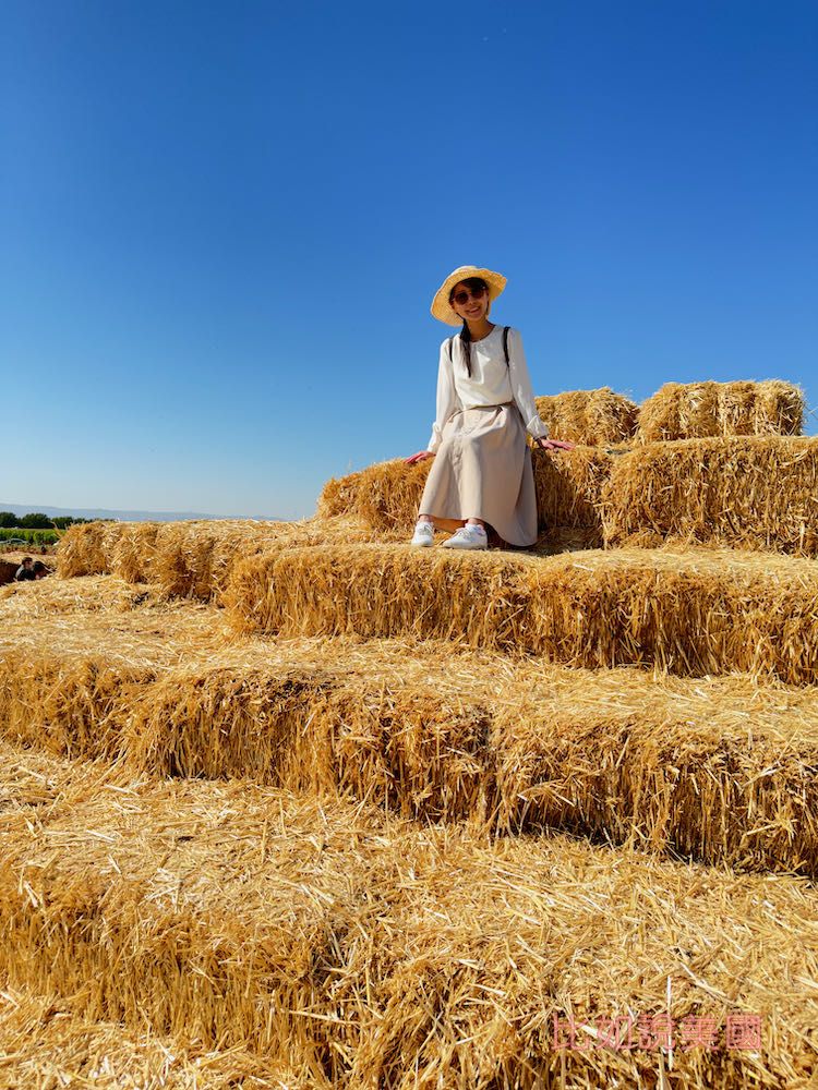 【北加州景點】Cool Patch Pumpkins&Corn Maze南瓜園和世界最大玉米田迷宮!北美Dixon旅遊 21 Cool Patch Pumpkins