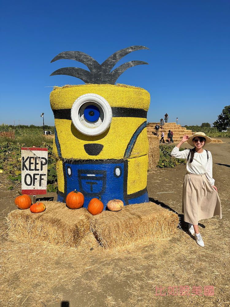 【北加州景點】Cool Patch Pumpkins&Corn Maze南瓜園和世界最大玉米田迷宮!北美Dixon旅遊 20 Cool Patch Pumpkins