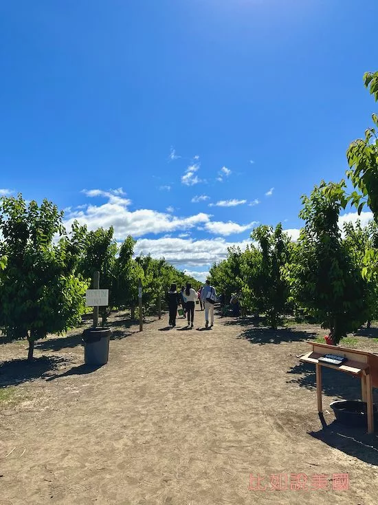 【北加州旅遊】Brentwood採櫻桃攻略|Diablo Cherries果園推薦及注意事項 6 Diablo Cherries Farm園區入口