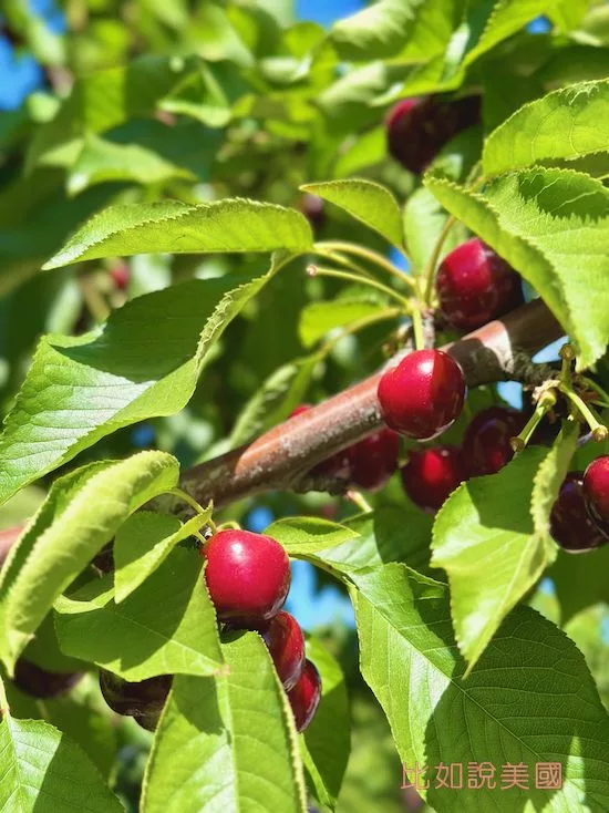 【北加州旅遊】Brentwood採櫻桃攻略|Diablo Cherries果園推薦及注意事項 8 Diablo Cherries Farm的櫻桃