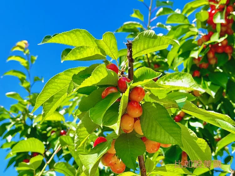 Read more about the article 【北加州旅遊】Brentwood採櫻桃攻略｜Diablo Cherries果園推薦及注意事項