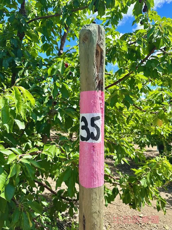 【北加州旅遊】Brentwood採櫻桃攻略|Diablo Cherries果園推薦及注意事項 7 Diablo Cherries Farm品種標示