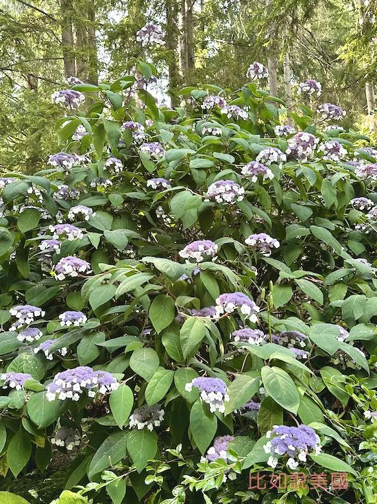 Bloedel Reserve布洛德爾莊園故事