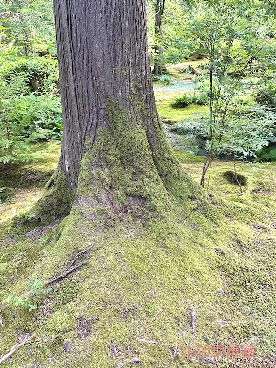 Bloedel Reserve布洛德爾莊園苔蘚花園