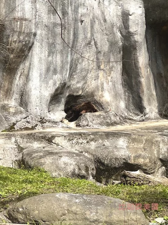 台北木柵動物園熊熊