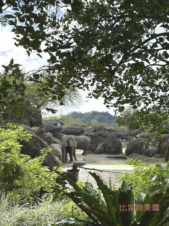 台北木柵動物園大象