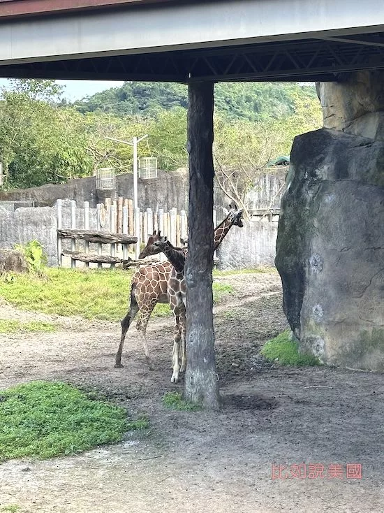 台北木柵動物園長頸鹿