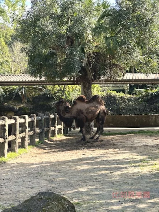 台北木柵動物園駱駝