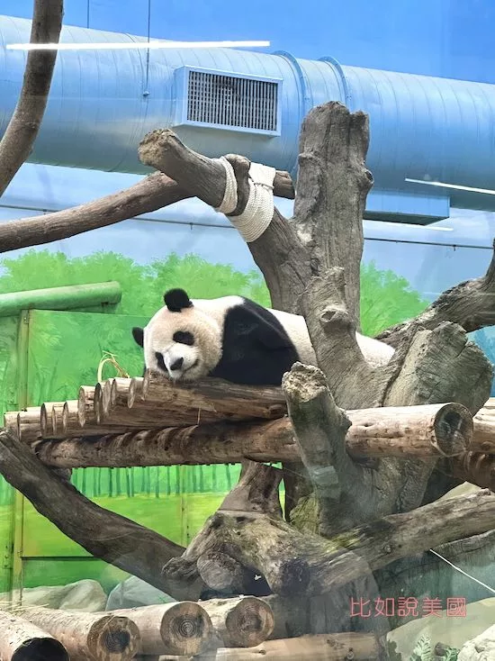 台北木柵動物園貓熊