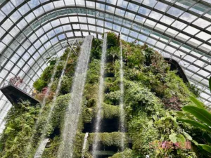 Read more about the article 【新加坡旅遊】濱海灣花園Gardens by the Bay｜奇幻花園、雲霧森林、超級樹燈光秀～