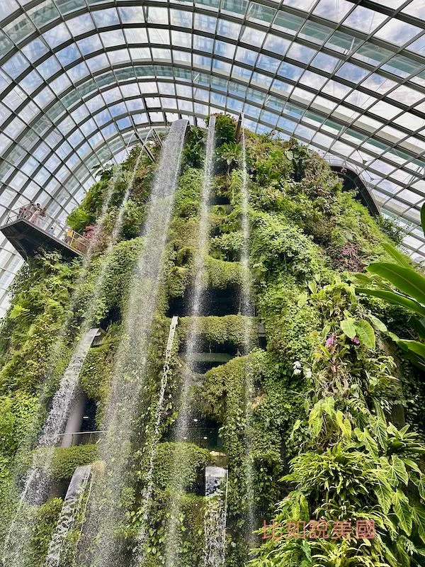 雲霧森林Cloud Forest