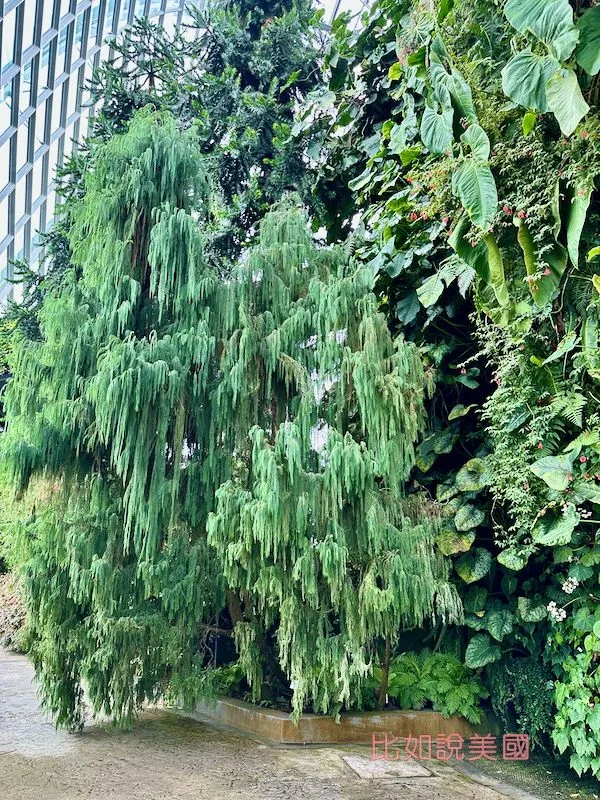 雲霧森林Cloud Forest