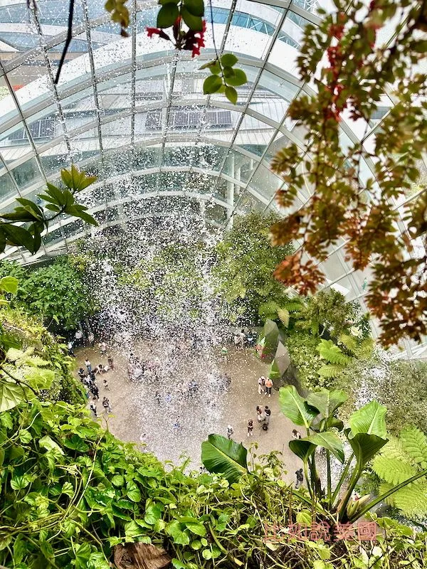 雲霧森林Cloud Forest